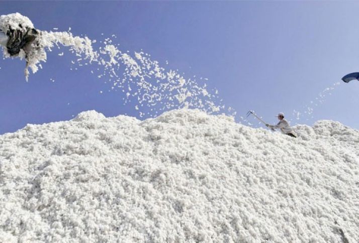 Pambıq tədarükünə dair son məlumat