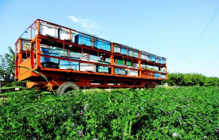 Azərbaycandan Yaponiyaya daşınır - 94%