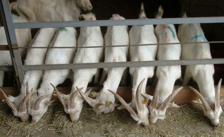 Diri çəkisi 70 kiloqrama çatır, 800 litrə yaxın süd verir - İMİŞLİDƏ TƏSƏRRÜFATI YARADILIB