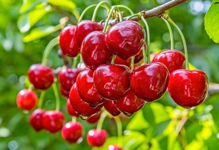 Azərbaycandan Rusiyaya gilas və albalı ixracı artıb