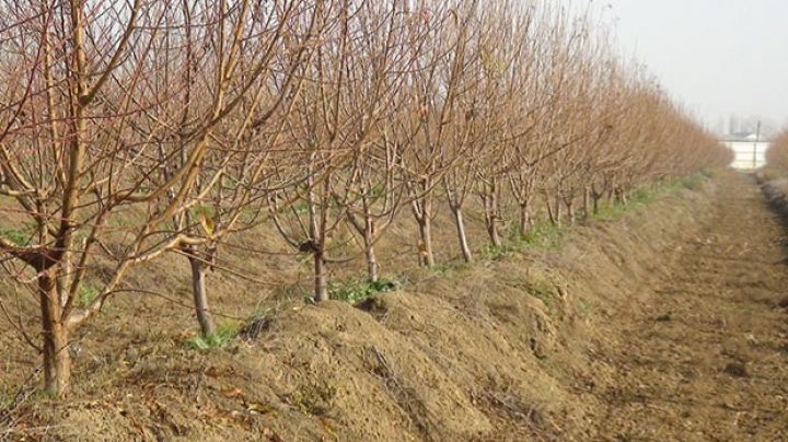 Dövlət Agentliyi meyvə bağları yaradacaq - 2,2 MİLYON MANATLIQ SİFARİŞ