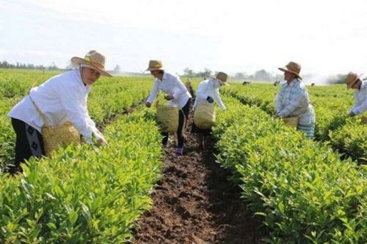 2019-da çay yarpaqlarının yığımı 7% artıb