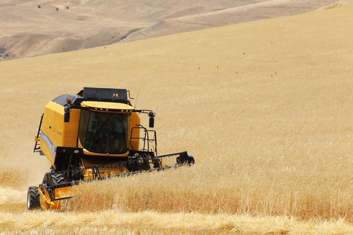 2,6 milyon tondan çox məhsul yığılıb - OPERATİV MƏLUMAT