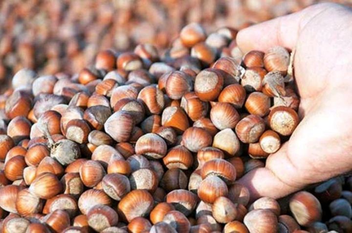 Azərbaycanda Avropaya fındıq ixracı asanlaşdı