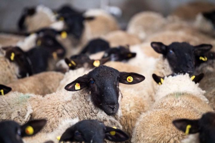 Azərbaycanda xırdabuynuzlu heyvanlar sığortalanacaq