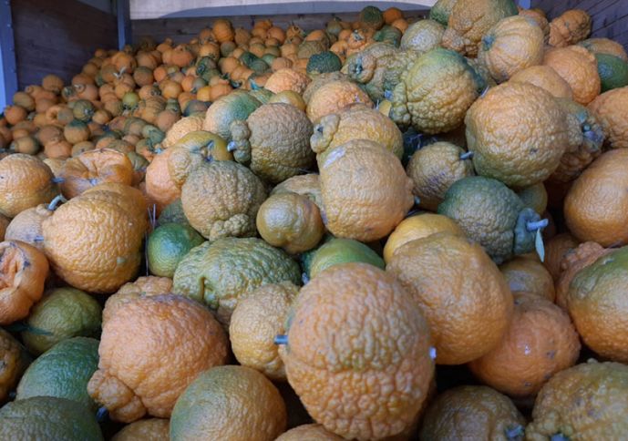 Naringi, portağal qurtardıqdan sonra yetişir - Lənkəranda yığımı davam edir