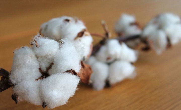 Dünya bazarında pambığın qiyməti 10 ilin ən yüksək səviyyəsinə qalxdı