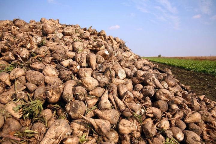 Azərbaycanda şəkər çuğundurunun güzəştli sığortası başlayıb – ŞƏRTLƏR, MƏBLƏĞLƏR, MİSALLAR