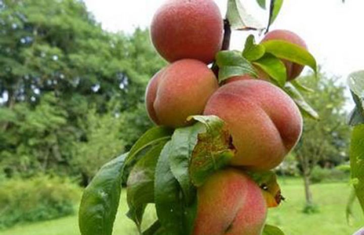 Azərbaycanda ərik və şaftalı bağlarının - GÜZƏŞTLİ SIĞORTASI BAŞLAYIB – ŞƏRTLƏR, QİYMƏTLƏR