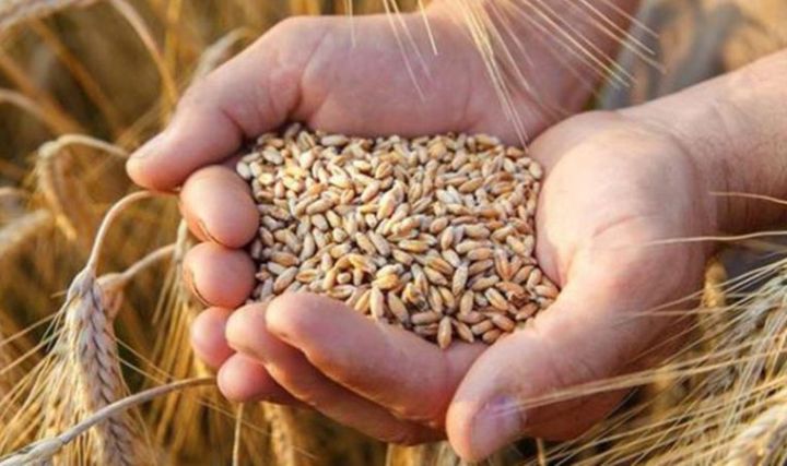 FAO-dan ərzaq qiymətləri ilə bağlı xəbərdarlıq - Qiymətlər 20 faizədək arta bilər