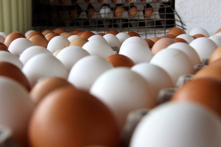 Rusiyanın iri market şəbəkələri Azərbaycandan yumurta istədilər