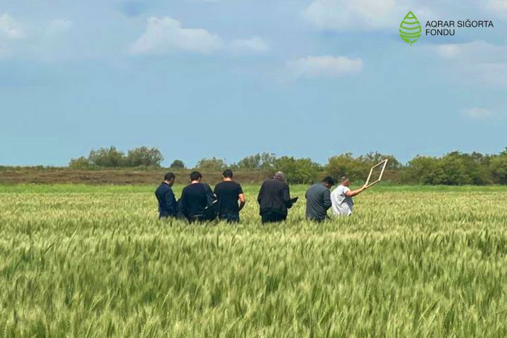 Fermerlərə çox ciddi ziyan dəyib, sığortalanmış sahələrdə 278 milyon manatlıq risk