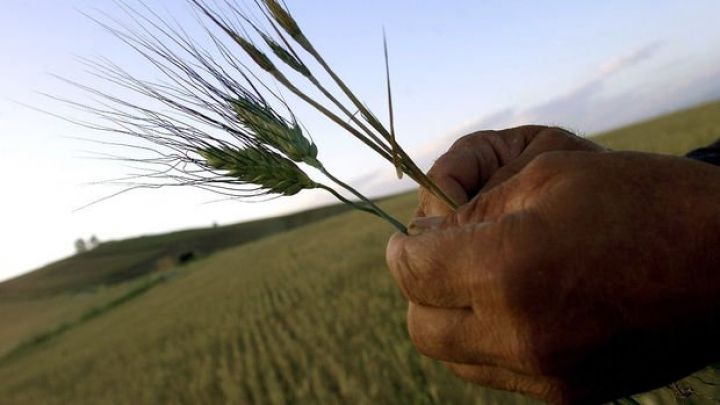 Qlobal ərzaq qiymətləri 12 aydır davamlı olaraq düşür