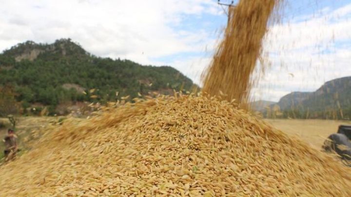 2022-ci ildə dünyada ərzaq qiymətləri 1 faiz düşüb