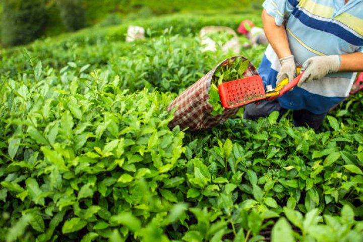 Azərbaycanda çay istehsalı 6 %-dən çox artıb