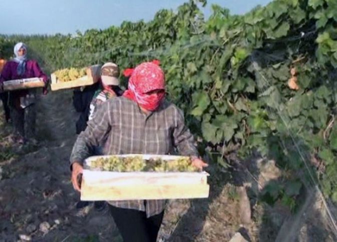 954 hektardan 1945 ton üzüm tədarük edilib