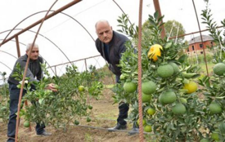 Lənkəranda naringi ilə portağalın calağı olan meyvə yetişdirilir