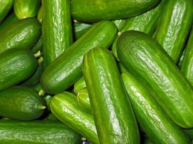 Hər şitildən 8-10 kiloqram məhsul dərib, Rusiya bazarlarına çıxarır