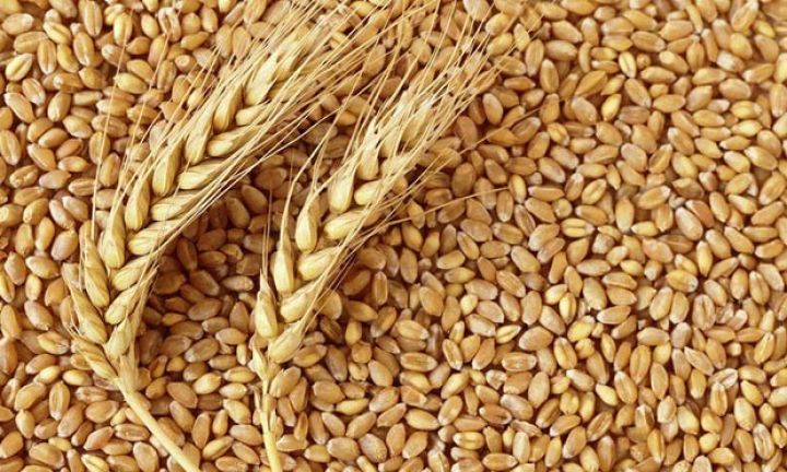 Bu il Azərbaycan Qazaxıstandan 155,7 min ton buğda alıb