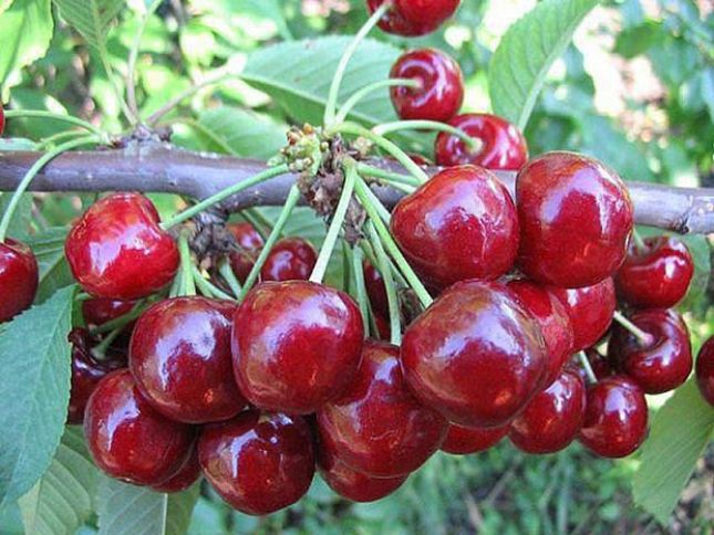 Bu il Xaçmazda gilas boldur