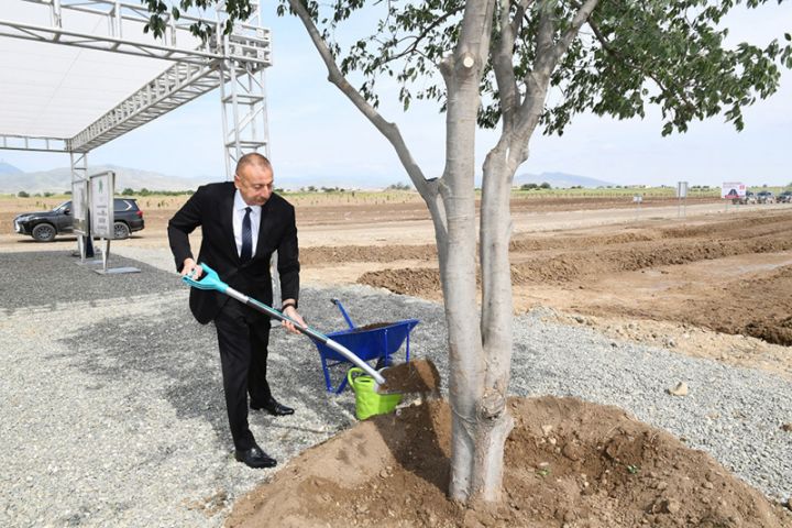 Şəhərə girişdə 125 hektarlıq böyük meşə parkı salınacaq