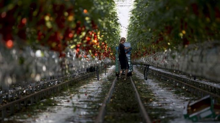 Təbii qaz böhranı istixanaları vurdu