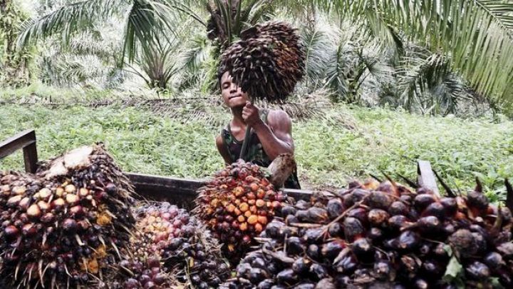 Palma yağında yeni rekord
