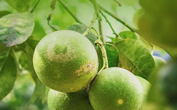 Azərbaycanda qoz bağlarının güzəştli sığortası başlayıb - ŞƏRTLƏR, QİYMƏTLƏR, MƏBLƏĞLƏR