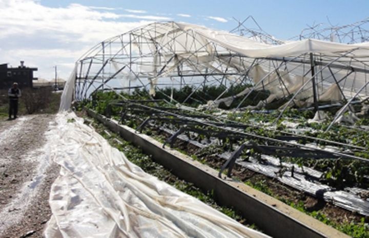 Aqrar sığortanın əhatə etdiyi əkin sahələri 2 milyon manata yaxın zərərlə üzləşib