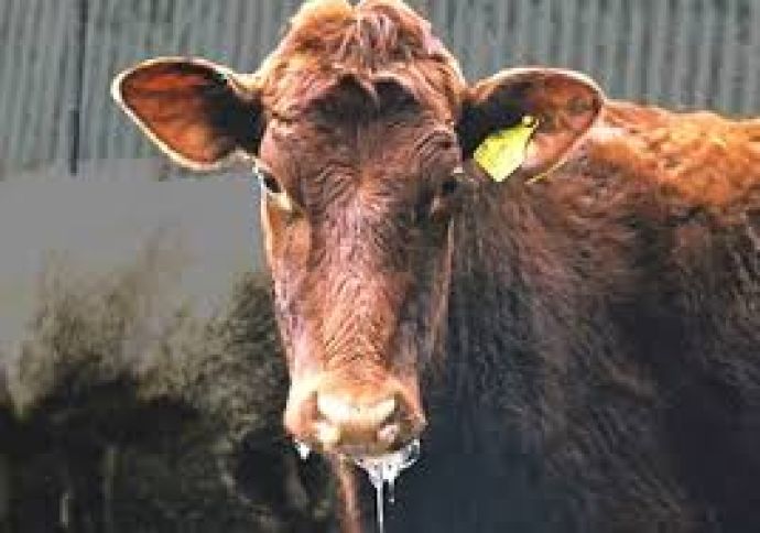 “Dabaq xəstəliyinin qida məhsulları vasitəsilə insanlara keçmə ehtimalı sıfıra yaxındır”