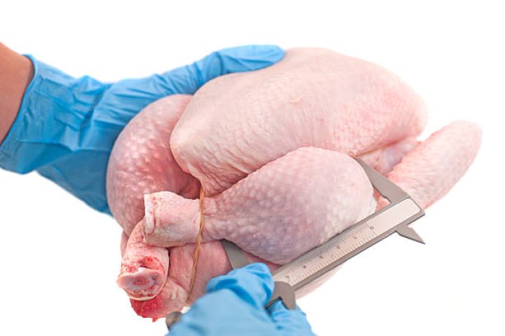 Azərbaycanda broyler toyuğu necə yetişdirilır?